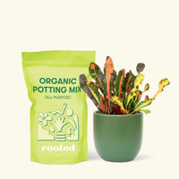 Small Variegated Croton (Codiaeum variegatum) in a green rounded pot and a bag of soil.