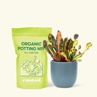 Small Variegated Croton (Codiaeum variegatum) in a indigo rounded pot and a bag of soil.