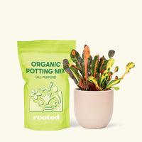 Small Variegated Croton (Codiaeum variegatum) in a pink rounded pot and a bag of soil.