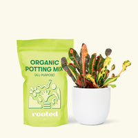 Small Variegated Croton (Codiaeum variegatum) in a white rounded pot and a bag of soil.