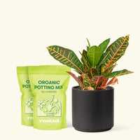 Medium Croton 'Petra' (Codiaeum variegatum 'petra') in grow pot in a black cylinder pot and two bag of soil.
