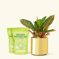 Medium Croton 'Petra' (Codiaeum variegatum 'petra') in grow pot in a gold cylinder pot and two bag of soil.