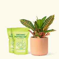Medium Croton 'Petra' (Codiaeum variegatum 'petra') in grow pot in a peach cylinder pot and two bag of soil.