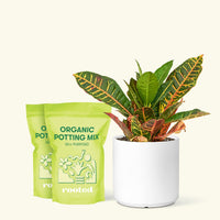 Medium Croton 'Petra' (Codiaeum variegatum 'petra') in grow pot in a white cylinder pot and two bag of soil.