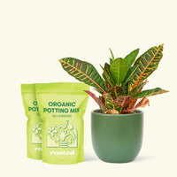 Medium Croton 'Petra' (Codiaeum variegatum 'petra') in grow pot in a green rounded pot and two bag of soil.