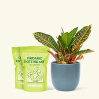 Medium Croton 'Petra' (Codiaeum variegatum 'petra') in grow pot in a indigo rounded pot and two bag of soil.