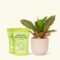Medium Croton 'Petra' (Codiaeum variegatum 'petra') in grow pot in a pink rounded pot and two bag of soil.