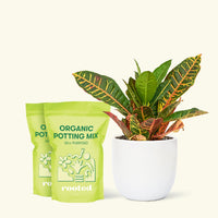 Medium Croton 'Petra' (Codiaeum variegatum 'petra') in grow pot in a white rounded pot and two bag of soil.