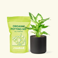 Small Dieffenbachia (Dieffenbachia 'Camille') in a black cylinder pot and a bag of soil.