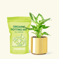 Small Dieffenbachia (Dieffenbachia 'Camille') in a gold cylinder pot and a bag of soil.