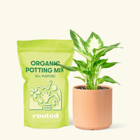 Small Dieffenbachia (Dieffenbachia 'Camille') in a peach cylinder pot and a bag of soil.