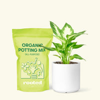 Small Dieffenbachia (Dieffenbachia 'Camille') in a white cylinder pot and a bag of soil.