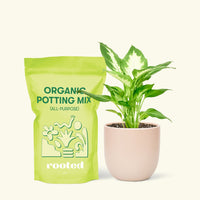 Small Dieffenbachia (Dieffenbachia 'Camille') in a pink rounded pot and a bag of soil.