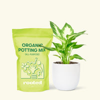 Small Dieffenbachia (Dieffenbachia 'Camille') in a white rounded pot and a bag of soil.