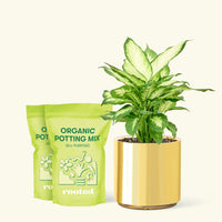 Medium Dieffenbachia 'Camille' (Dieffenbachia 'Camille') in a gold cylinder pot and two bags of soil.