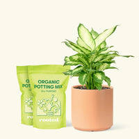 Medium Dieffenbachia 'Camille' (Dieffenbachia 'Camille') in a peach cylinder pot and two bags of soil.