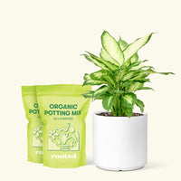 Medium Dieffenbachia 'Camille' (Dieffenbachia 'Camille') in a white cylinder pot and two bags of soil.