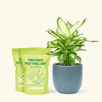 Medium Dieffenbachia 'Camille' (Dieffenbachia 'Camille') in a indigo rounded pot and two bags of soil.