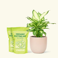 Medium Dieffenbachia 'Camille' (Dieffenbachia 'Camille') in a pink rounded pot and two bags of soil.