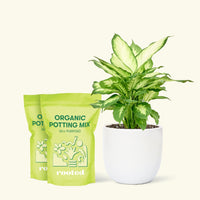 Medium Dieffenbachia 'Camille' (Dieffenbachia 'Camille') in a white rounded pot and two bags of soil.