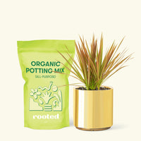Small Bicolor Dragon Tree in a gold cylinder pot and a bag of soil.