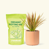 Small Bicolor Dragon Tree in a peach cylinder pot and a bag of soil.