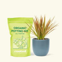 Small Bicolor Dragon Tree in a indigo round pot and a bag of soil.