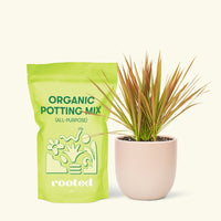 Small Bicolor Dragon Tree in a pink round pot and a bag of soil.