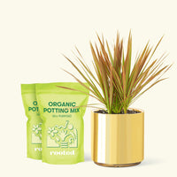 Medium Bicolor Dragon Tree in a gold cylinder pot and 2 bags of soil.