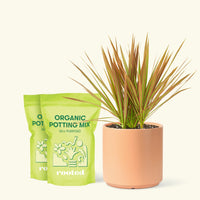 Medium Bicolor Dragon Tree in a peach cylinder pot and 2 bags of soil.