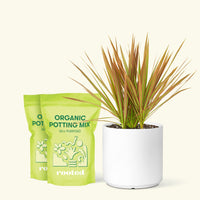 Medium Bicolor Dragon Tree in a white cylinder pot and 2 bags of soil.