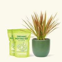 Medium Bicolor Dragon Tree in a green rounded pot and 2 bags of soil.