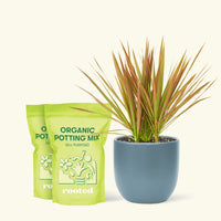 Medium Bicolor Dragon Tree in a indigo rounded pot and 2 bags of soil.