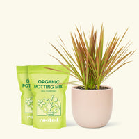 Medium Bicolor Dragon Tree in a pink rounded pot and 2 bags of soil.