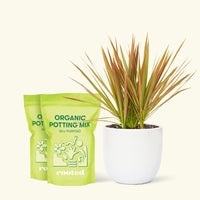 Medium Bicolor Dragon Tree in a white rounded pot and 2 bags of soil.
