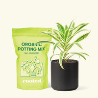 Small Song of India (Dracaena reflexa) in a black cylinder pot and a bag of soil.