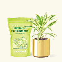 Small Song of India (Dracaena reflexa) in a gold cylinder pot and a bag of soil.