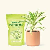 Small Song of India (Dracaena reflexa) in a peach cylinder pot and a bag of soil.