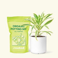 Small Song of India (Dracaena reflexa) in a white cylinder pot and a bag of soil.