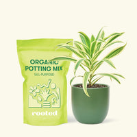 Small Song of India (Dracaena reflexa) in a green rounded pot and a bag of soil.