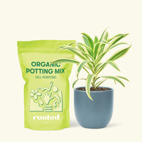 Small Song of India (Dracaena reflexa) in a indigo rounded pot and a bag of soil.