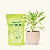Small Song of India (Dracaena reflexa) in a pink rounded pot and a bag of soil.