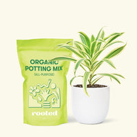 Small Song of India (Dracaena reflexa) in a white rounded pot and a bag of soil.