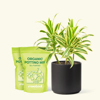 Medium Dracaena 'Song of India' (Dracaena reflexa) in a black cylinder pot and two bags of soil.