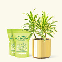 Medium Dracaena 'Song of India' (Dracaena reflexa) in a gold cylinder pot and two bags of soil.