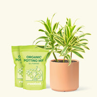 Medium Dracaena 'Song of India' (Dracaena reflexa) in a peach cylinder pot and two bags of soil.