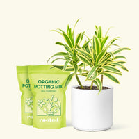 Medium Dracaena 'Song of India' (Dracaena reflexa) in a white cylinder pot and two bags of soil.