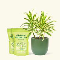 Medium Dracaena 'Song of India' (Dracaena reflexa) in a green rounded pot and two bags of soil.