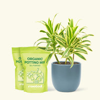 Medium Dracaena 'Song of India' (Dracaena reflexa) in a indigo rounded pot and two bags of soil.