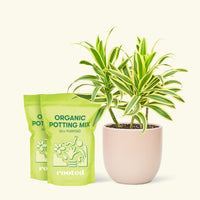 Medium Dracaena 'Song of India' (Dracaena reflexa) in a pink rounded pot and two bags of soil.